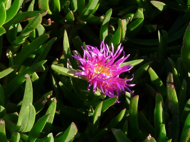 Pigface eaten by children along the waterways of Botany Bay 